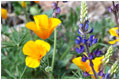 Apache Junction Chiropractic Chiropractor in Apache Junction