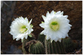 Central Phoenix Chiropractic Central Phoenix, Arizona Chiropractors