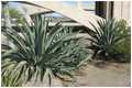 Tempe Chiropractic Chiropractor in Tempe AZ