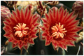 West Phoenix Chiropractic Chiropractor in Phoenix's West Side