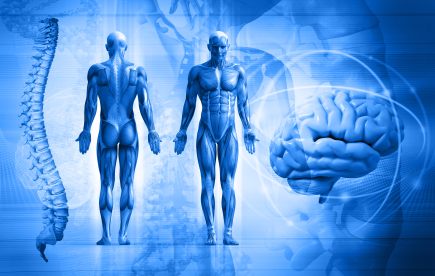 Anterior & Posterior Sides of Human Body