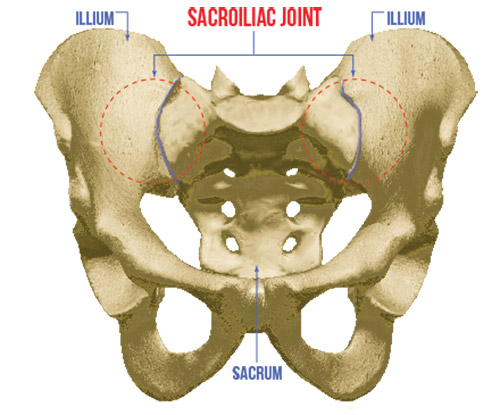 Picture of Sacroiliac Joint on pelvis bone