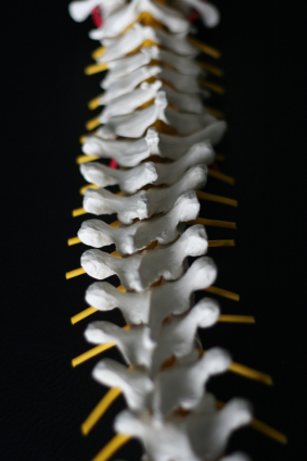 spinal cord